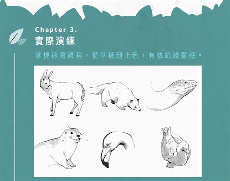 動物繪圖|動物寫生實戰課｜畫出屬於自己的創作靈感